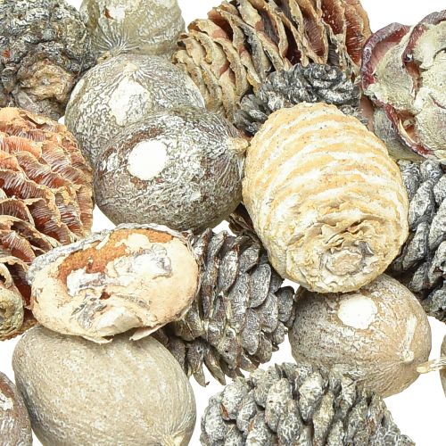 daiktų Egzotiški kūgiai Leucodendron white skalbti 3-4cm 450g