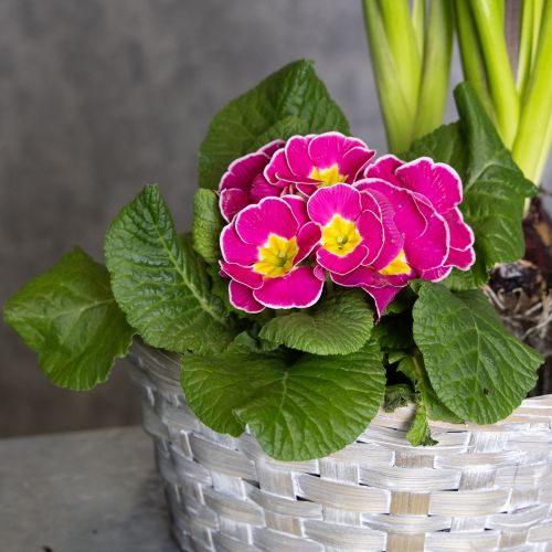 daiktų Stilingas gėlių dekoras svetainės interjere – pinti krepšeliai. Velykiniai krepšeliai, 23 cm, 6 vnt.