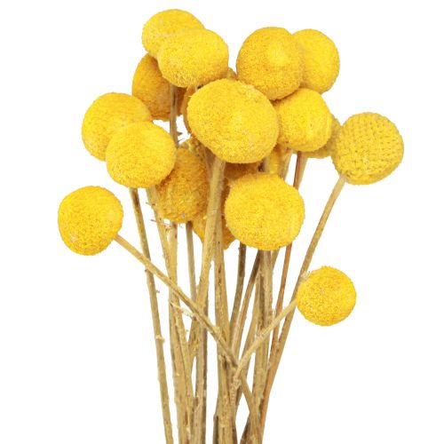 Floristik24 Geltonos Craspedia džiovintos blauzdelės 45-55cm 20 vnt