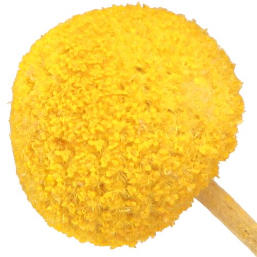 Floristik24 Geltonos Craspedia džiovintos blauzdelės 45-55cm 20 vnt