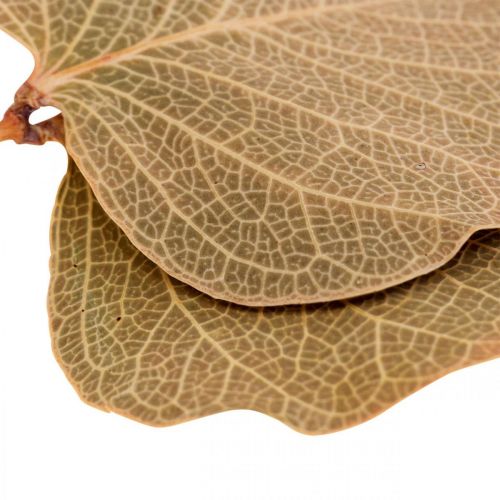 daiktų Džiovintų lapų dekoravimas Moneta dry floristry nature 200g