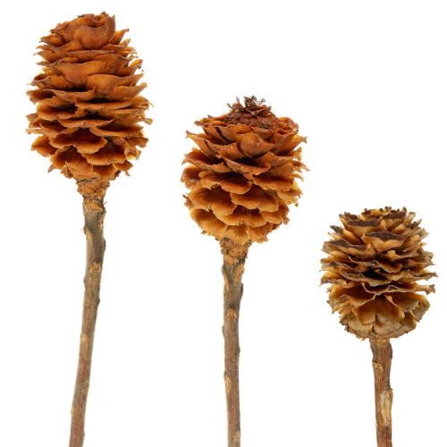 Džiovinti echinokokinės uogienės (Glabrum Leucospermum) žiedai 25-40 cm 25 vnt. pirkti | Floristik24.lt