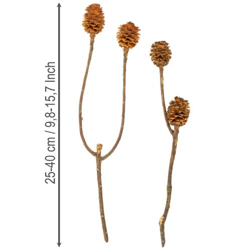 Džiovinti echinokokinės uogienės (Glabrum Leucospermum) žiedai 25-40 cm 25 vnt. | Floristik24.lt