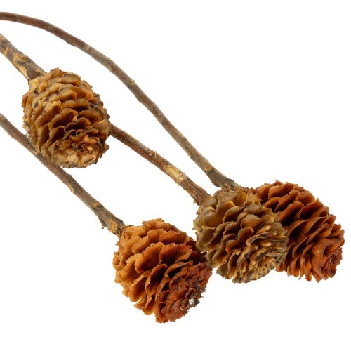 Džiovinti echinokokinės uogienės (Glabrum Leucospermum) žiedai 25-40 cm 25 vnt. | Floristik24.lt