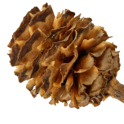 Džiovinti echinokokinės uogienės (Glabrum Leucospermum) žiedai 25-40 cm 25 vnt. | Floristik24.lt