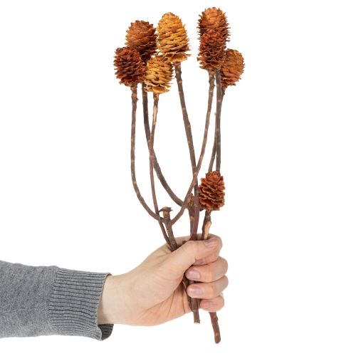 daiktų Džiovinti echinokokinės uogienės (Glabrum Leucospermum) žiedai 25-40 cm 25 vnt.