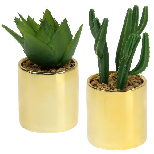 Kaktusai žali auksiniame puode 12cm - 17cm 4vnt