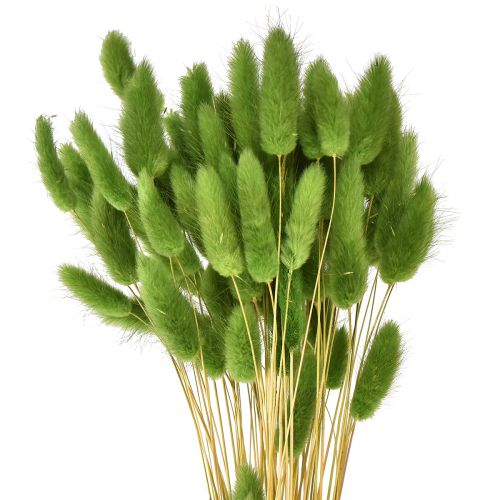 Floristik24 Triušio uodegos žolė dekoratyvinė žolė Lagurus alyvuogių žalia L65cm 50g