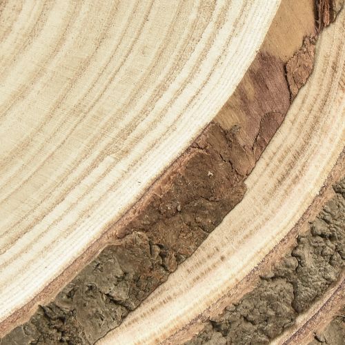 Floristik24 Mediniai diskai medžio diskas Paulownia natural Ø26-28cm 3 vnt