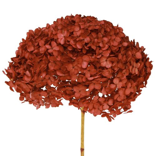 Floristik24 Hortenzijos konservuotos džiovintos gėlės Raudonos Ø20cm L50-60cm