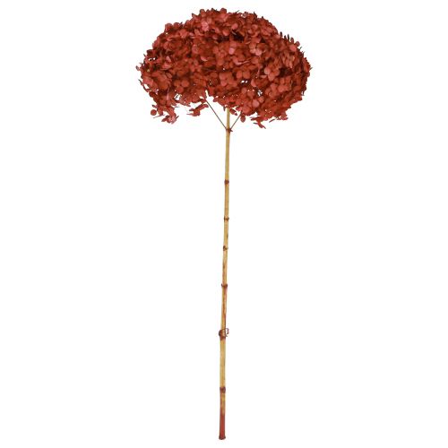 Floristik24 Hortenzijos konservuotos džiovintos gėlės Raudonos Ø20cm L50-60cm