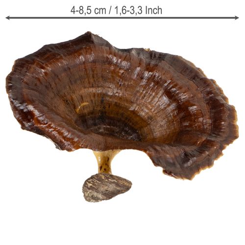 daiktų Kalix grybai natūraliai lakuoti 100 vnt.