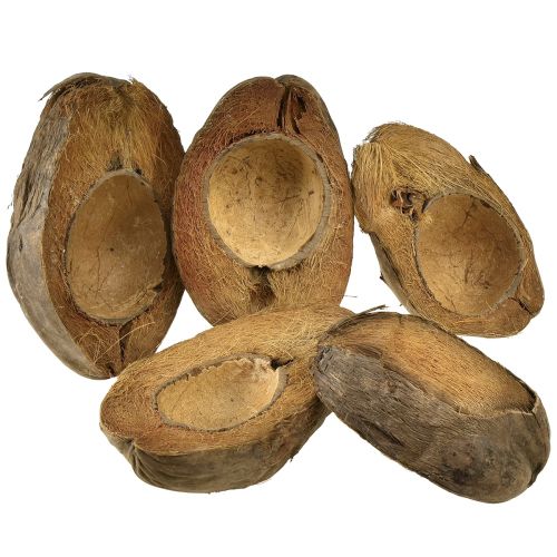 Kokoso kaip augalo dubenėlis natūralus augalų vazonas 20cm 5 vnt