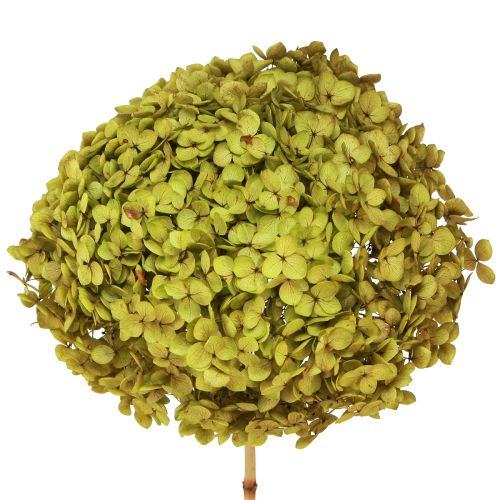 Floristik24 Konservuota hortenzija didelė žalia Ø20cm L50-60cm