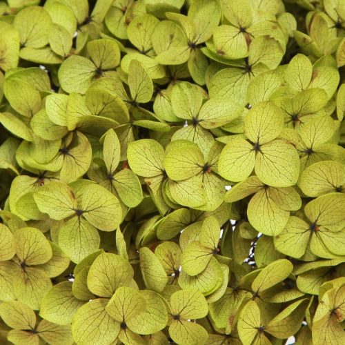 Floristik24 Konservuota hortenzija didelė žalia Ø20cm L50-60cm