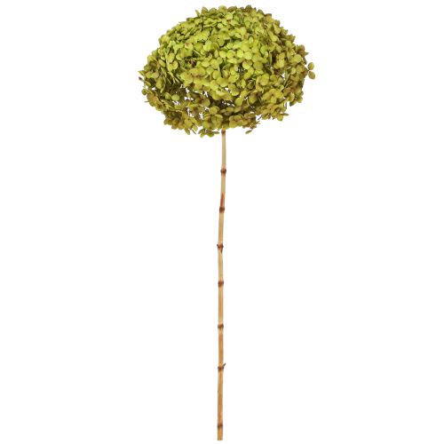 Floristik24 Konservuota hortenzija didelė žalia Ø20cm L50-60cm