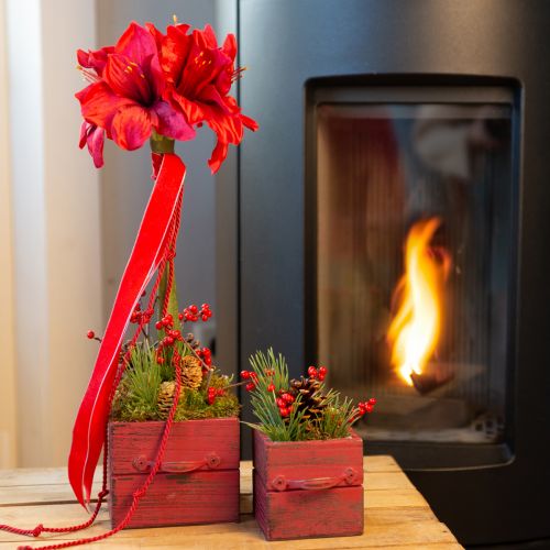 Floristik24 Dirbtinis amarilis Dirbtinės gėlės Raudona Ø18cm L68cm 2vnt