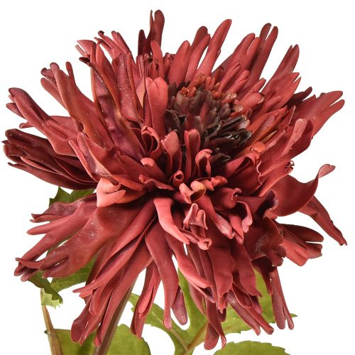 daiktų Dirbtinė chrizantema bordo spalvos Ø5cm/Ø11cm L70cm