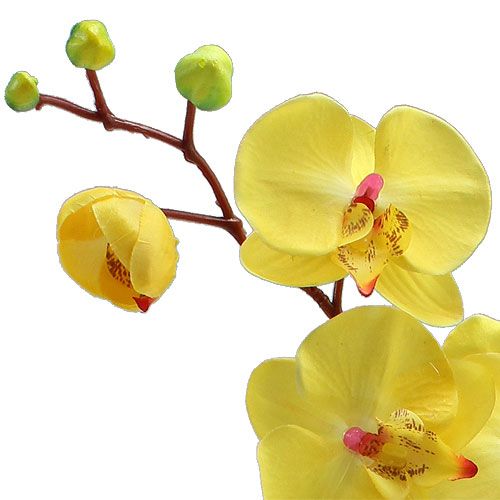 Floristik24 Dirbtinė orchidėja geltona 68cm