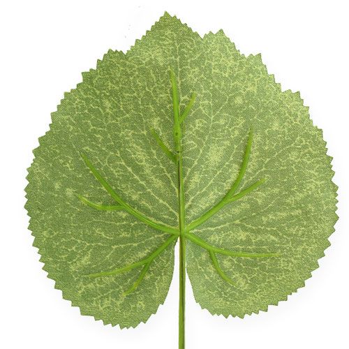 Floristik24 Deko augalų lapai Galax W10cm L22cm 24vnt