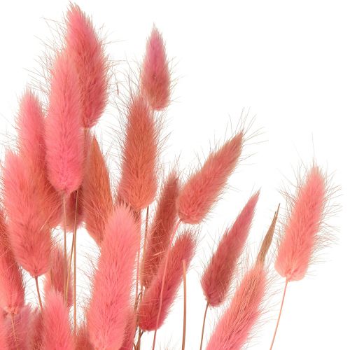 daiktų Lagurus Dried Rabbit Tail Grass Rožinė L45cm 50g
