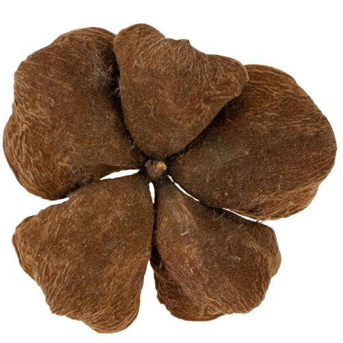 daiktų Landlotus Nature 50 vnt.