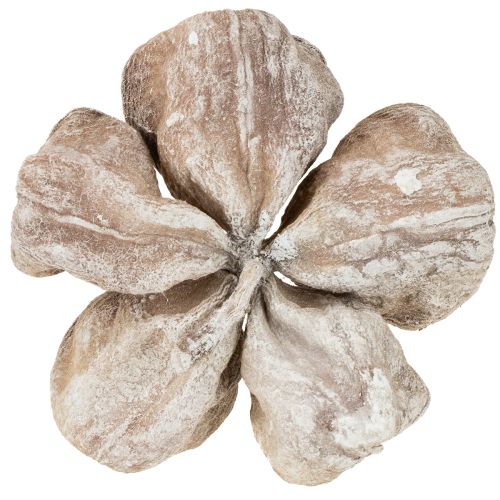 Landlotus White Washed 6-12cm 50 vnt. | Floristik24.lt