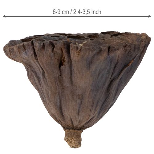 daiktų Lotoso svogūnėlis didelis, 100 vnt. natūralus