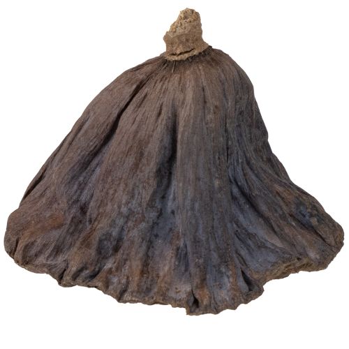 daiktų Lotoso svogūnėlis didelis, 100 vnt. natūralus