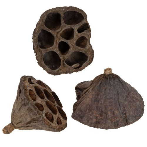 Floristik24 Lotoso svogūnėlis, mažas, 100 vnt., natūralus