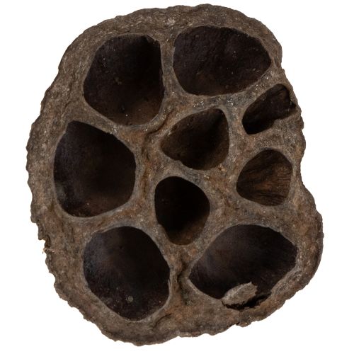 daiktų Lotoso svogūnėlis, mažas, 100 vnt., natūralus
