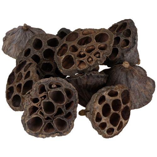 daiktų Lotoso svogūnėlis, mažas, 100 vnt., natūralus