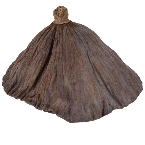 daiktų Lotoso svogūnėlis, mažas, 100 vnt., natūralus