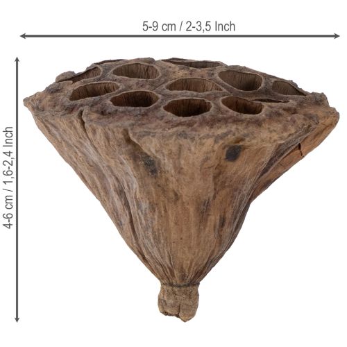 daiktų Lotus stūmokliai vidutiniai 100 vnt. natūralūs