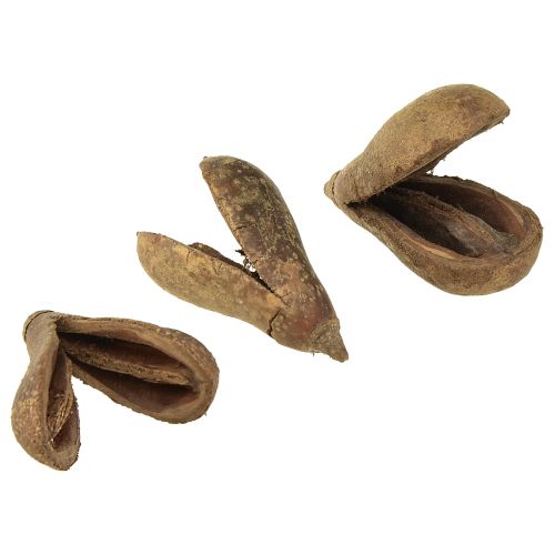 Floristik24 Mike Fruit Natural Materials Bagon Fruit Natural 8cm 50 vnt