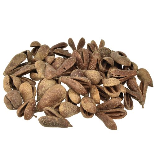 Floristik24 Mike Fruit Natural Materials Bagon Fruit Natural 8cm 50 vnt