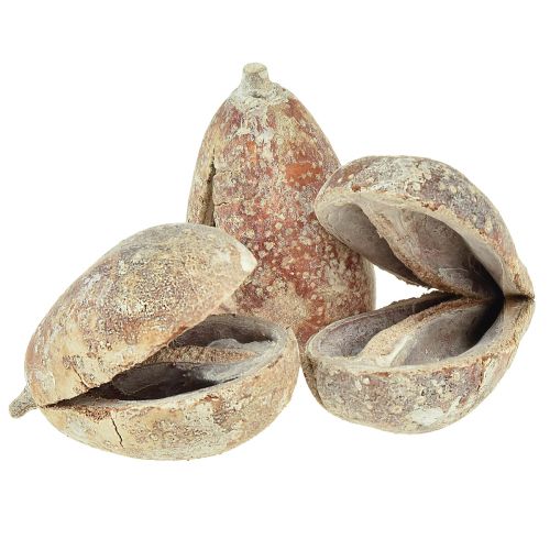 daiktų Mike Fruit exotics džiovinti baltai plauti 4-6cm 50 vnt