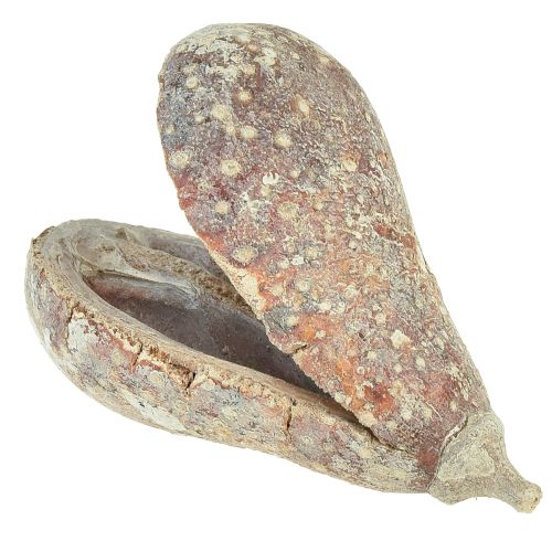 daiktų Mike Fruit exotics džiovinti baltai plauti 4-6cm 50 vnt