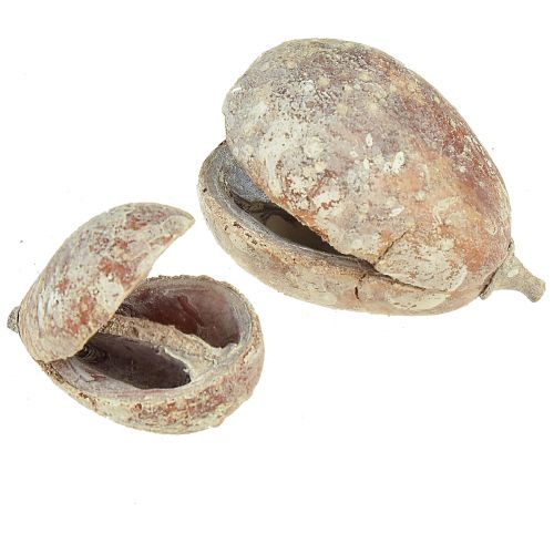 daiktų Mike Fruit exotics džiovinti baltai plauti 4-6cm 50 vnt