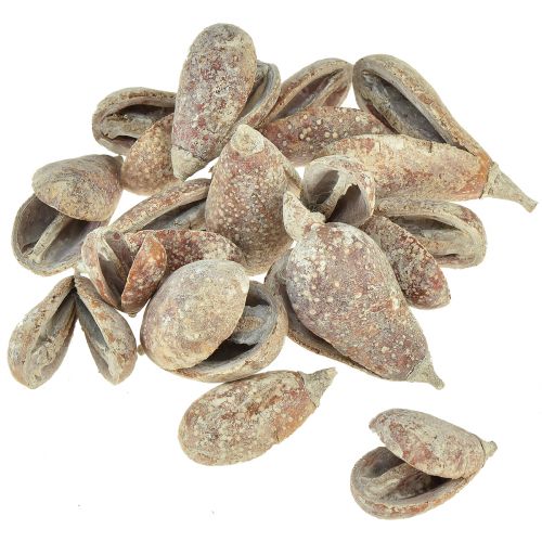 daiktų Mike Fruit exotics džiovinti baltai plauti 4-6cm 50 vnt