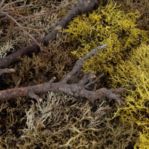 daiktų Samanų paveikslas, tikrų samanų paveikslas su rėmu, konservuotas, 40 × 30 cm