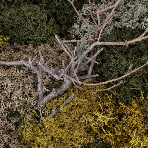 daiktų Samanų paveikslas, tikros konservuotos samanos ir šakelės, natūralios, 60 × 40 cm