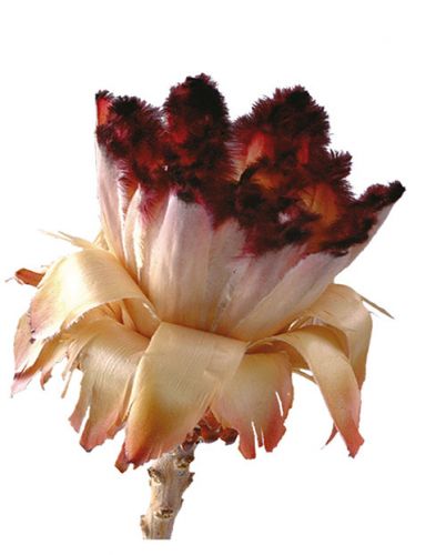 Floristik24 Nerifolia Bud 250 vnt