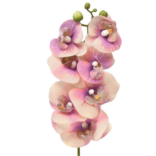 daiktų Orchid Phalaenopsis dirbtinis 7 žiedai purpurinis kremas 73cm