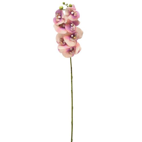 daiktų Orchid Phalaenopsis dirbtinis 7 žiedai purpurinis kremas 73cm