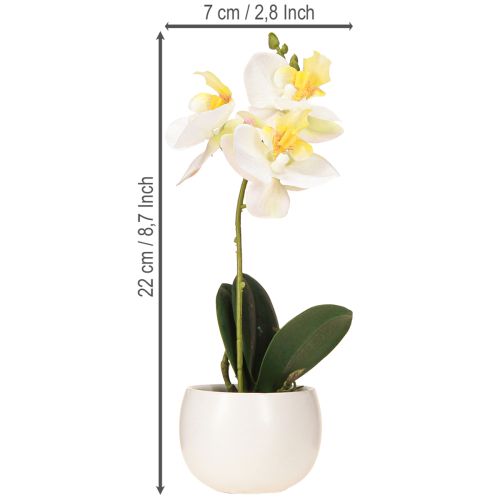 daiktų Dirbtinės orchidėjos vazonėlyje baltos mini orchidėjos Ø7cm H22cm