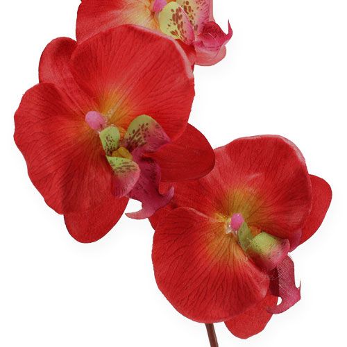 daiktų Deco orchidėja raudona 68cm