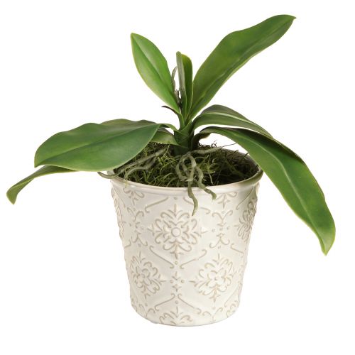 Floristik24 Orchidėjų lapai su orinėmis šaknimis dirbtiniais 34x8x18cm