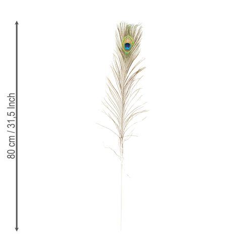 daiktų Povo plunksnų dekoracija, tikros paukščių plunksnos, 75-85 cm ilgio, 8 vnt.