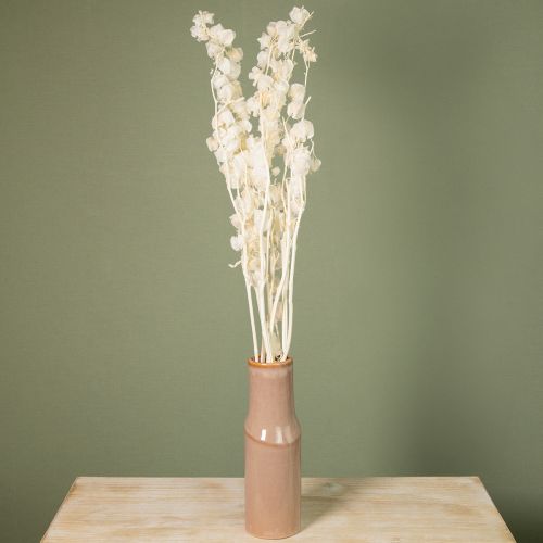 daiktų Džiovintos balintos žibintų formos fizalis (Nicandra) 75-80cm 100g